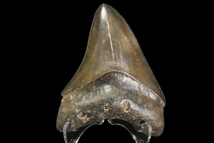 Serrated, Fossil Megalodon Tooth - South Carolina #142349
